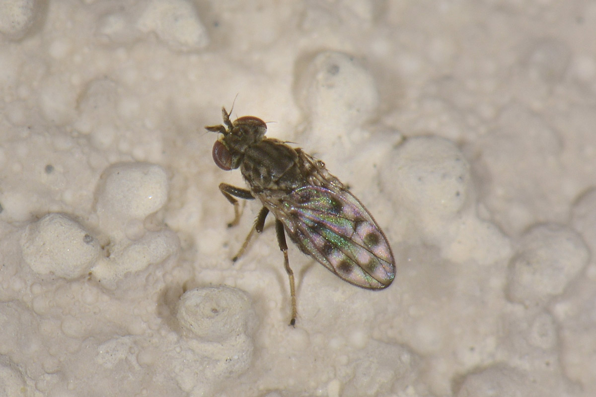 Philygria sp. (Ephydridae)